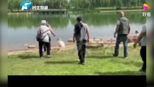 吃瓜事件河南最新消息,揭秘真相与后续影响