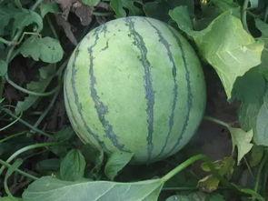 山东美术吃瓜事件原因,揭秘背后原因与影响