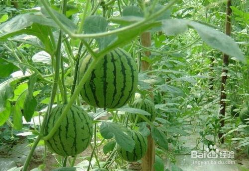 山亭吃瓜事件,一场引发热议的网络狂欢