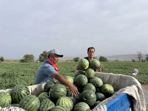 兰州吃瓜事件是什么时候,揭秘2023年度网络热议焦点