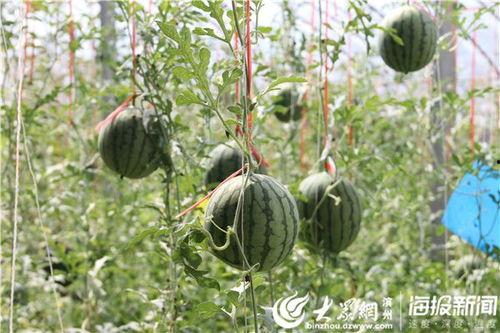 四川地方吃瓜事件视频