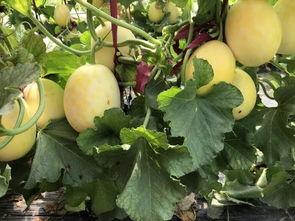 界首太和恶心吃瓜事件,一场引发社会关注的食品安全风波