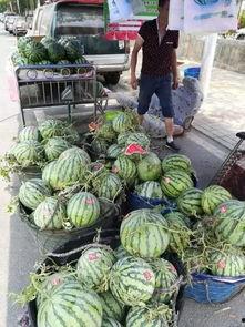 界首太和恶心吃瓜事件,一场引发社会关注的食品安全风波