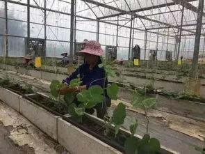 柳州市一中最近吃瓜事件,校园风波背后的真相揭晓
