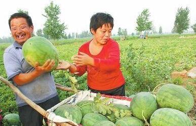 太和县吃瓜事件真相揭秘,揭开真相背后的惊人内幕