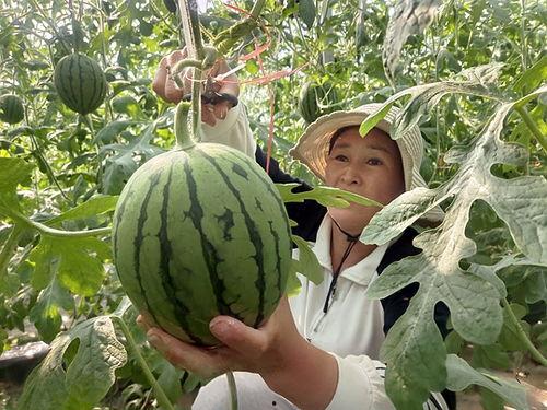 太和县吃瓜事件真相揭秘,揭开真相背后的惊人内幕