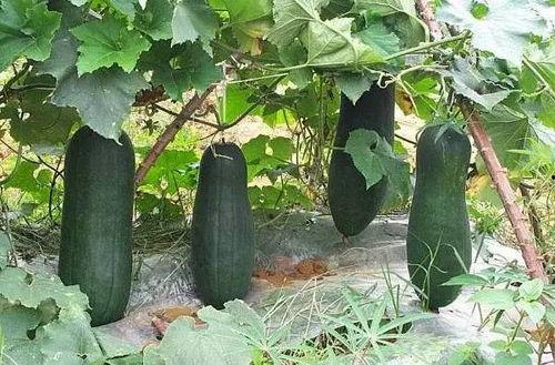龙口同城吃瓜事件