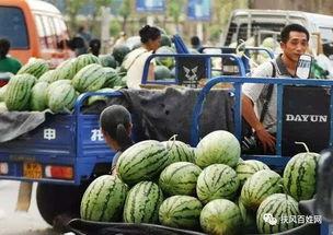重庆商院事件吃瓜视频,网络热议背后的真相与反思