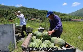 三天前日照岚山吃瓜事件,揭秘背后的真相与争议