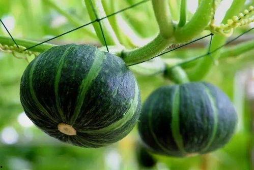 郯城最近吃瓜事件