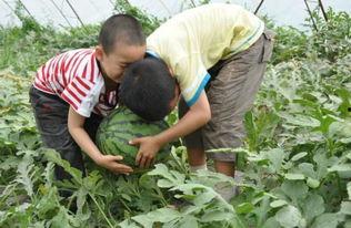 邢台南阳吃瓜事件视频,一场网络热议的真相揭秘