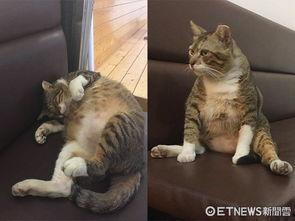 胖猫吃瓜事件图片搞笑,笑料横生，萌态十足！