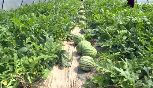 单县吃瓜事件真相最新,真相与反思