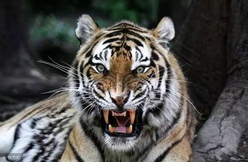 大连大虎吃瓜事件始末是什么,一场网络狂欢背后的真相与反思