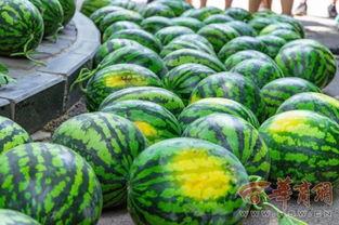 南工大事件吃瓜,揭秘校园风波背后的真相与反思