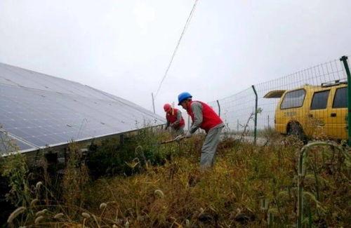 羊山吃瓜事件真相