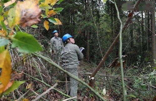 羊山吃瓜事件真相