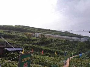 羊山吃瓜事件真相