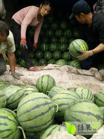 成都最近吃瓜事件真相