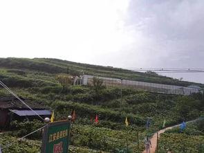 钦州灵山吃瓜事件真相揭秘,真相大白，还原事件始末