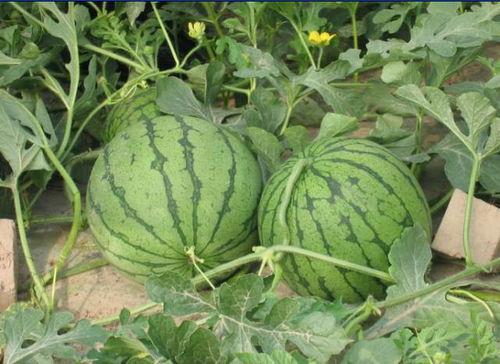 巴中吃瓜事件视频,一场引发热议的网络风波