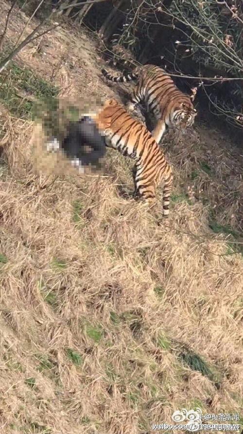 大连大虎吃瓜事件视频曝光,视频曝光引发网络热议