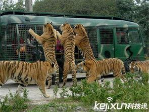 大连大虎吃瓜事件视频曝光,视频曝光引发网络热议