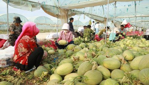 宁乡吃瓜事件最新进展,最新调查结果及后续影响揭秘